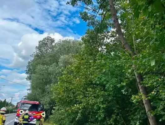 Niebezpieczne drzewo nad drogą wojewódzką w Wieprzu – interwencja strażaków