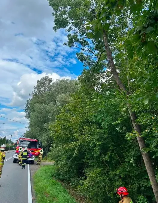 Niebezpieczne drzewo nad drogą wojewódzką w Wieprzu – interwencja strażaków