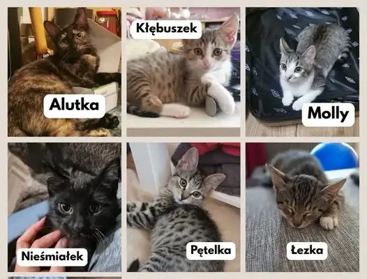 Kocie podopieczne z Wadowic szukają odpowiedzialnych domów