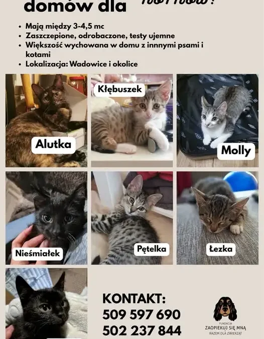 Kocie podopieczne z Wadowic szukają odpowiedzialnych domów